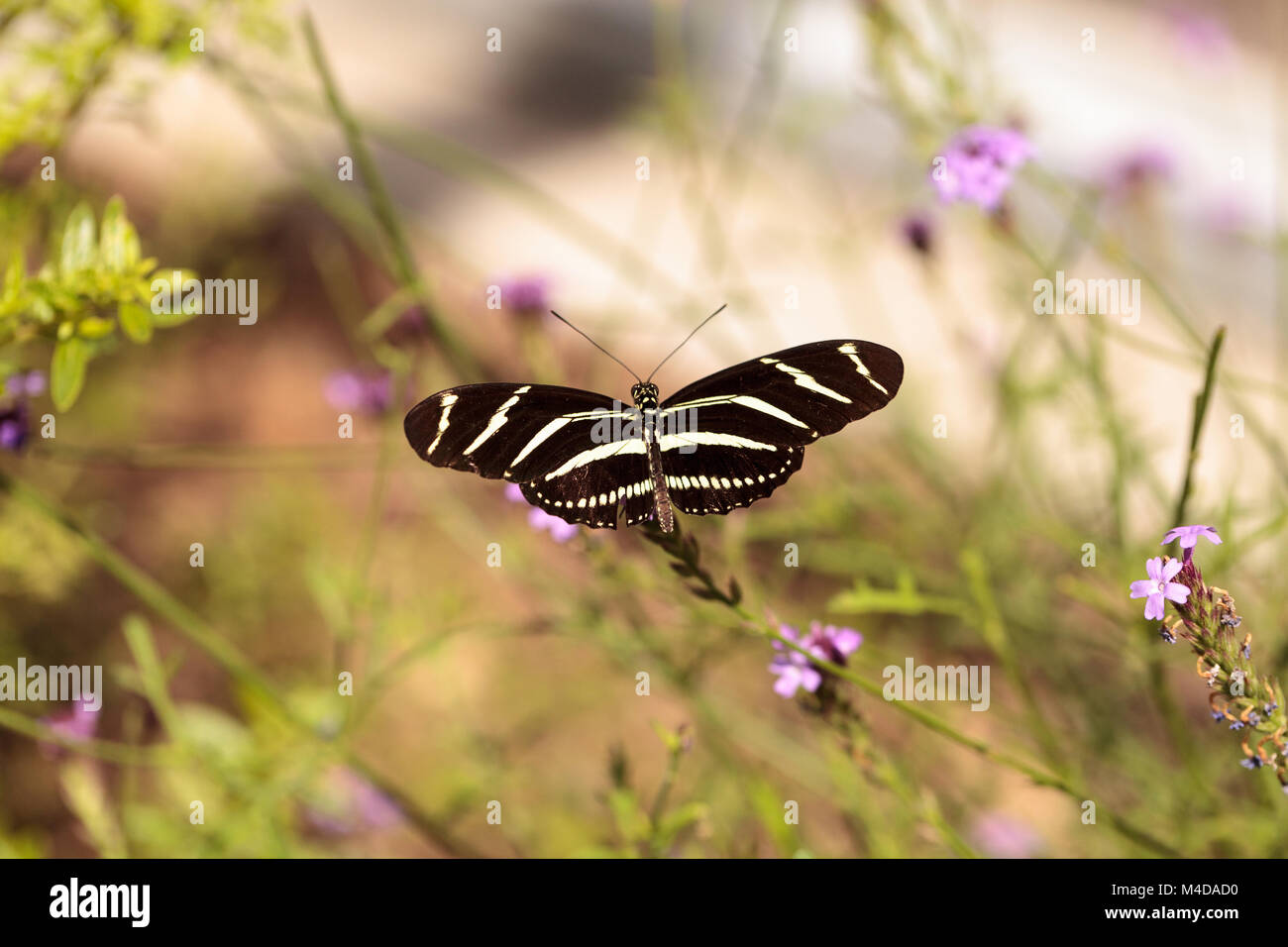 Zebra Heliconius charithonia Longwing Schmetterling, Stockfoto