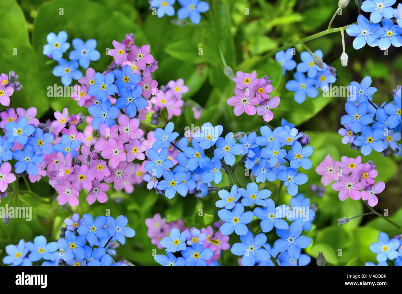 Rosa und Blaue Vergißmeinnicht Blumen close up Stockfoto
