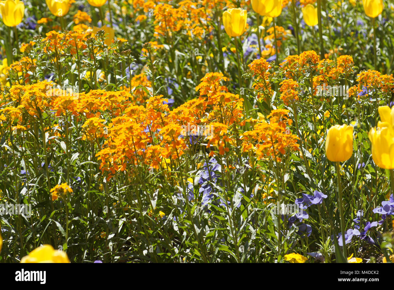 Cheiranthus Cheiri, Wand Blume Stockfoto