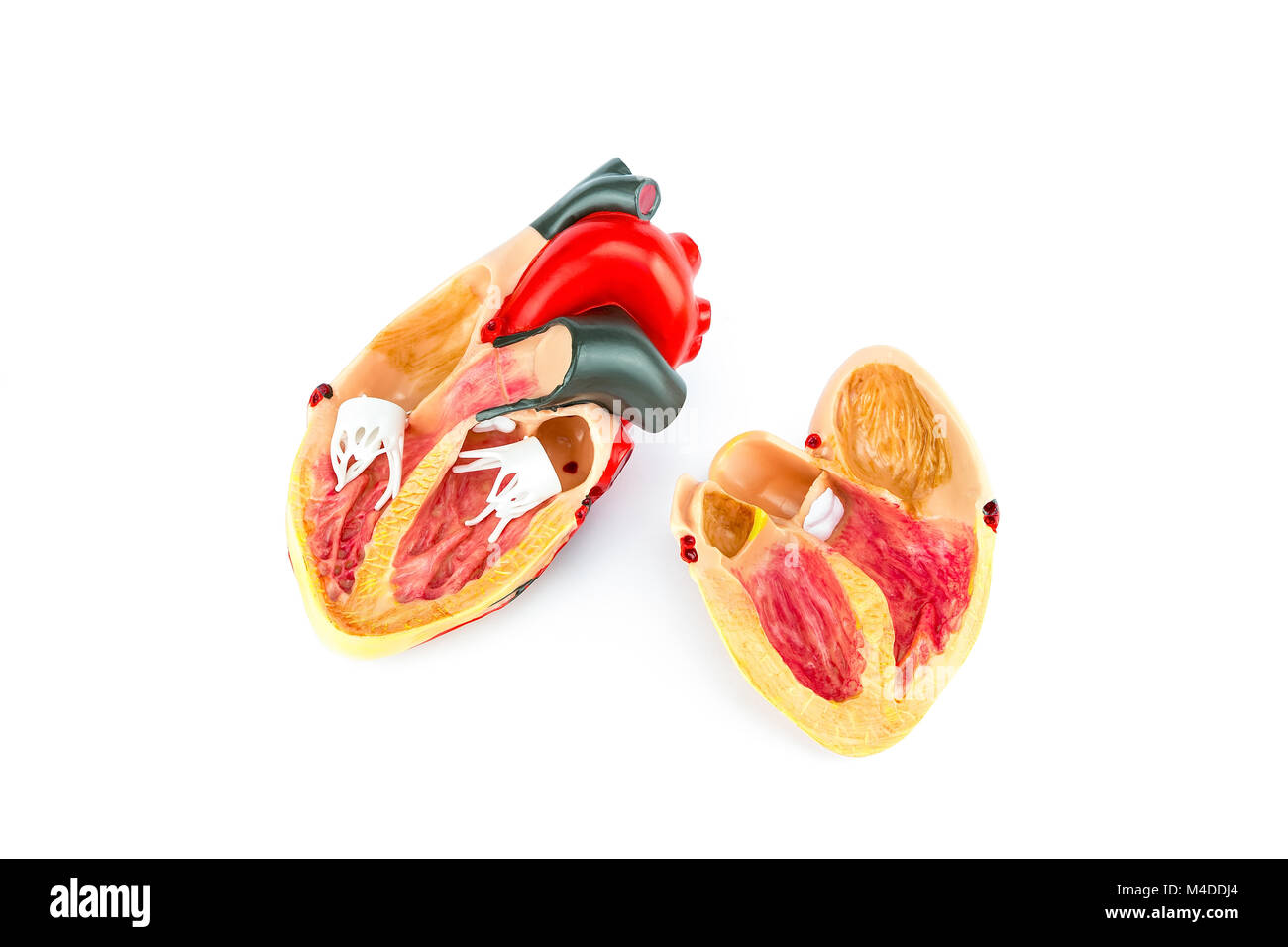 Menschenherz Modell isoliert auf weißem Hintergrund Stockfoto