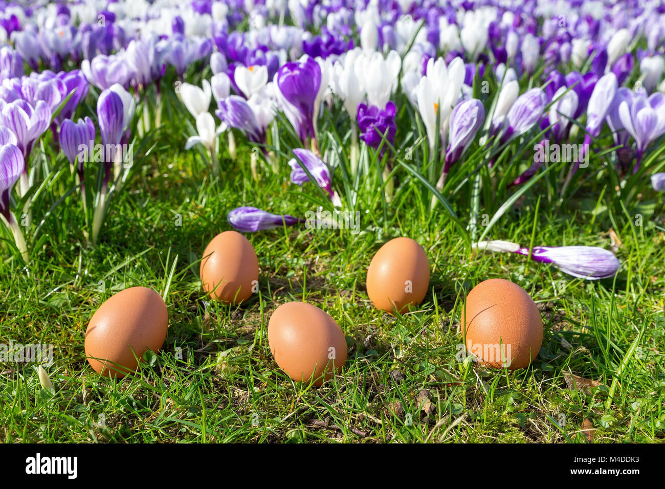 Fünf lose Eier liegen in der Nähe von blühenden Krokussen Stockfoto