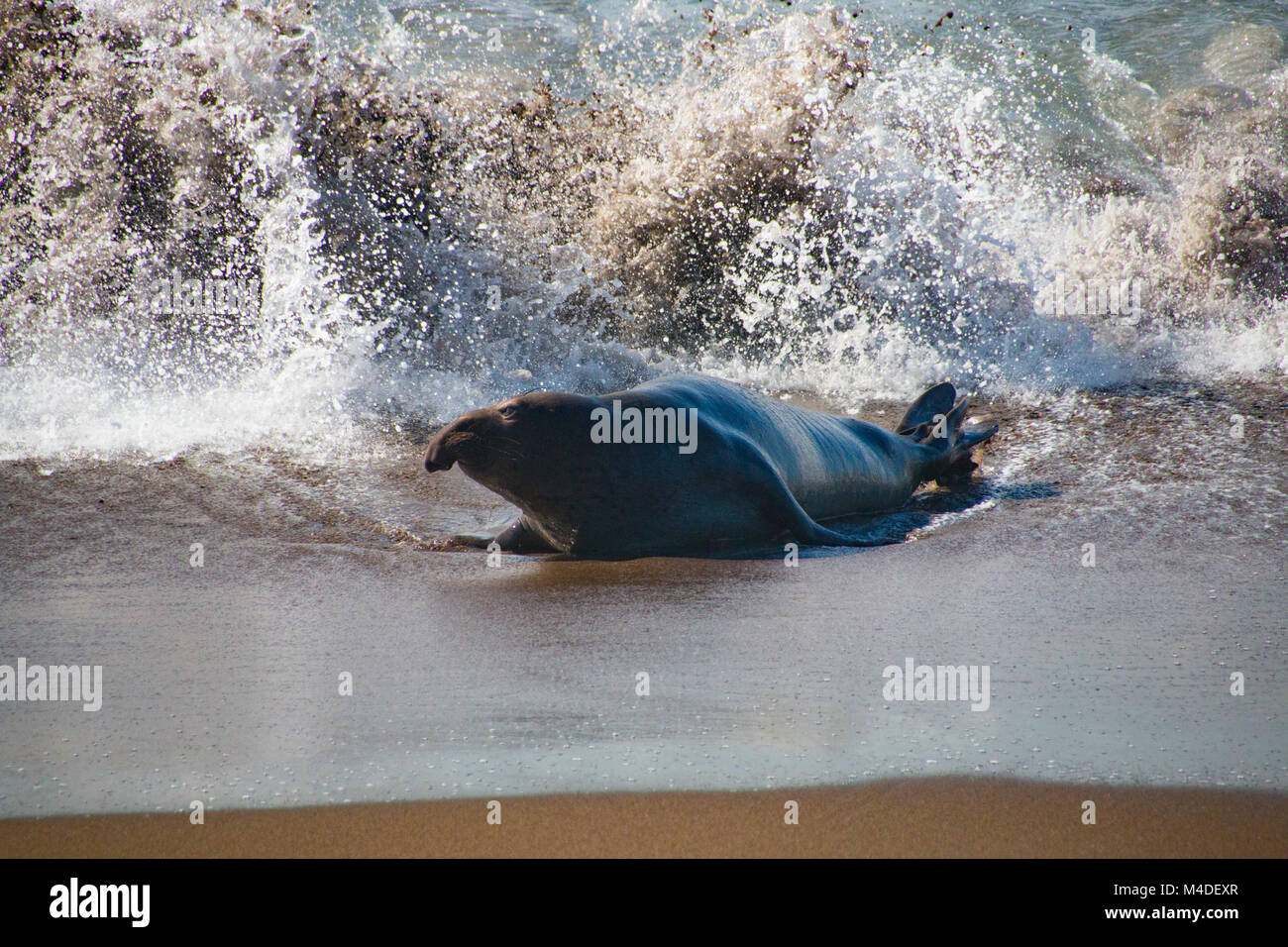 Männlichen Seeelefanten aus dem Wasser in den USA Stockfoto