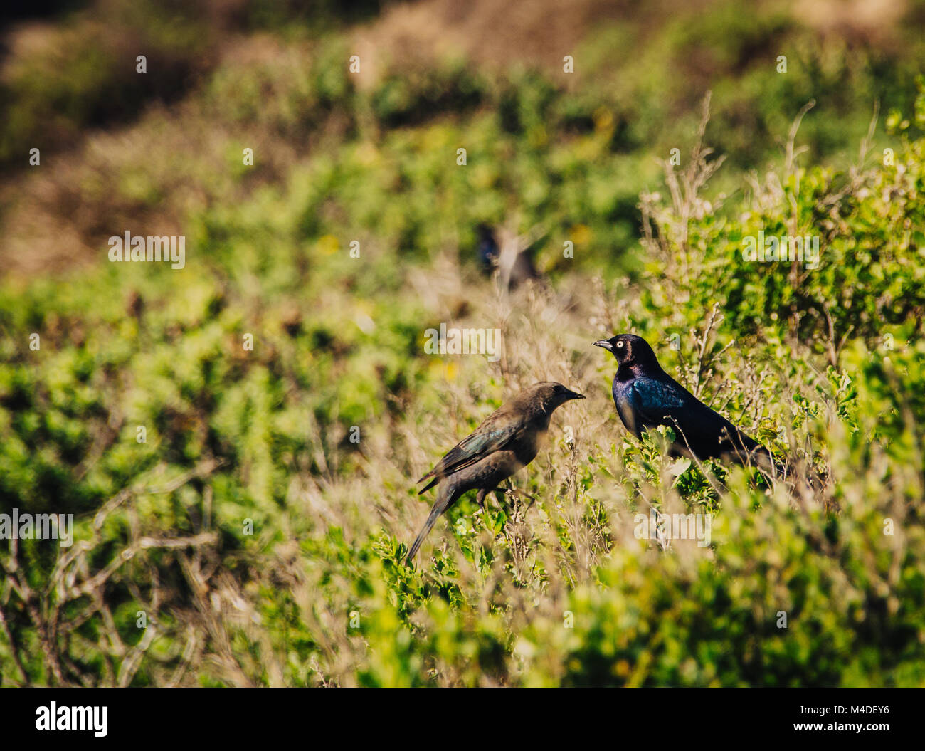 Paar Brewer's Blackbird in den Büschen in Kalifornien Stockfoto