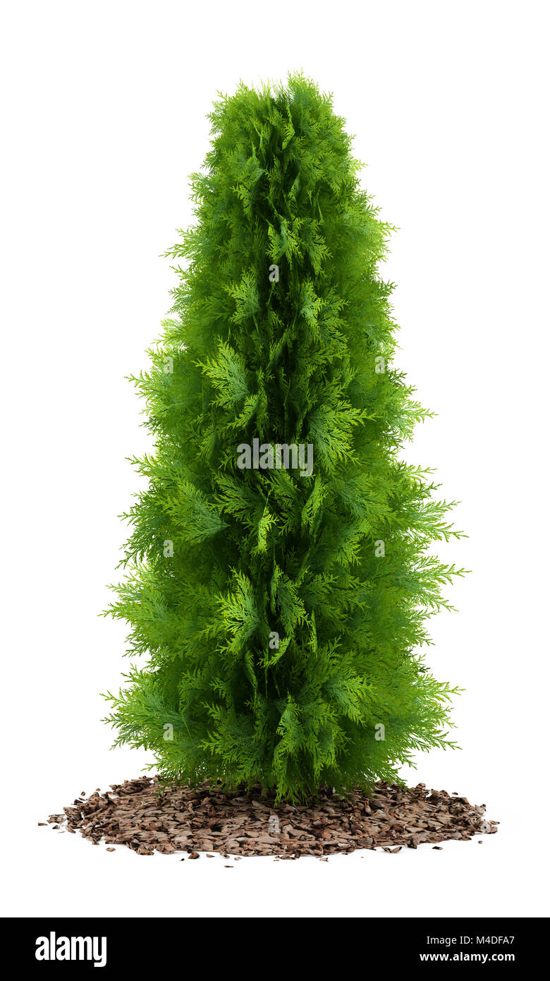 Green thuja garden background Fotos und Bildmaterial in hoher