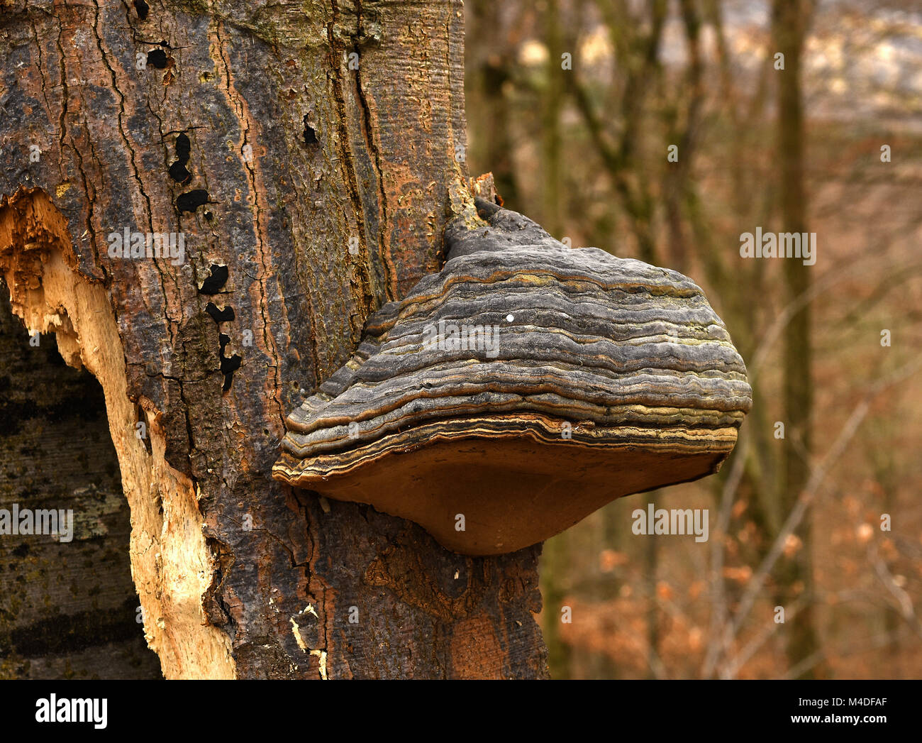 Pilz; Pilz; Zunder Pilz; Pferdehuf Pilz; Stockfoto