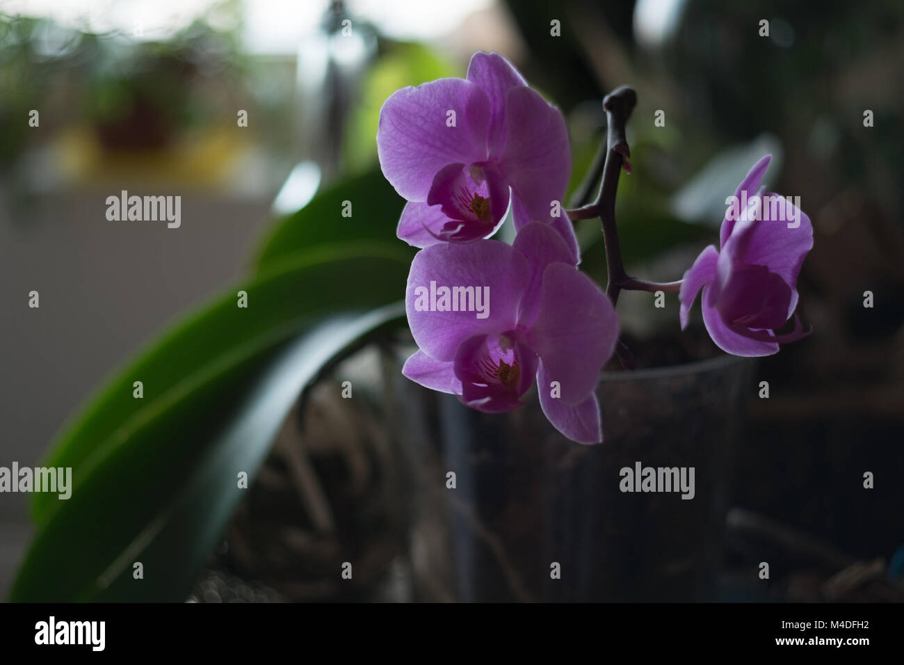 Orchidee mit schönen Hintergrund Stockfoto