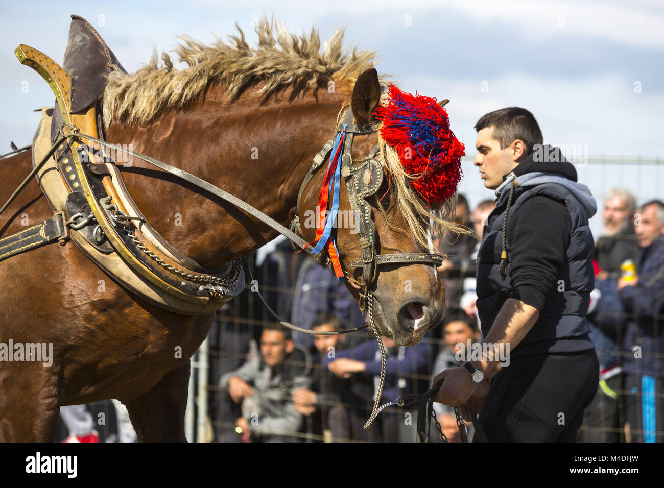 Pferd schweren Turnier ziehen Stockfoto