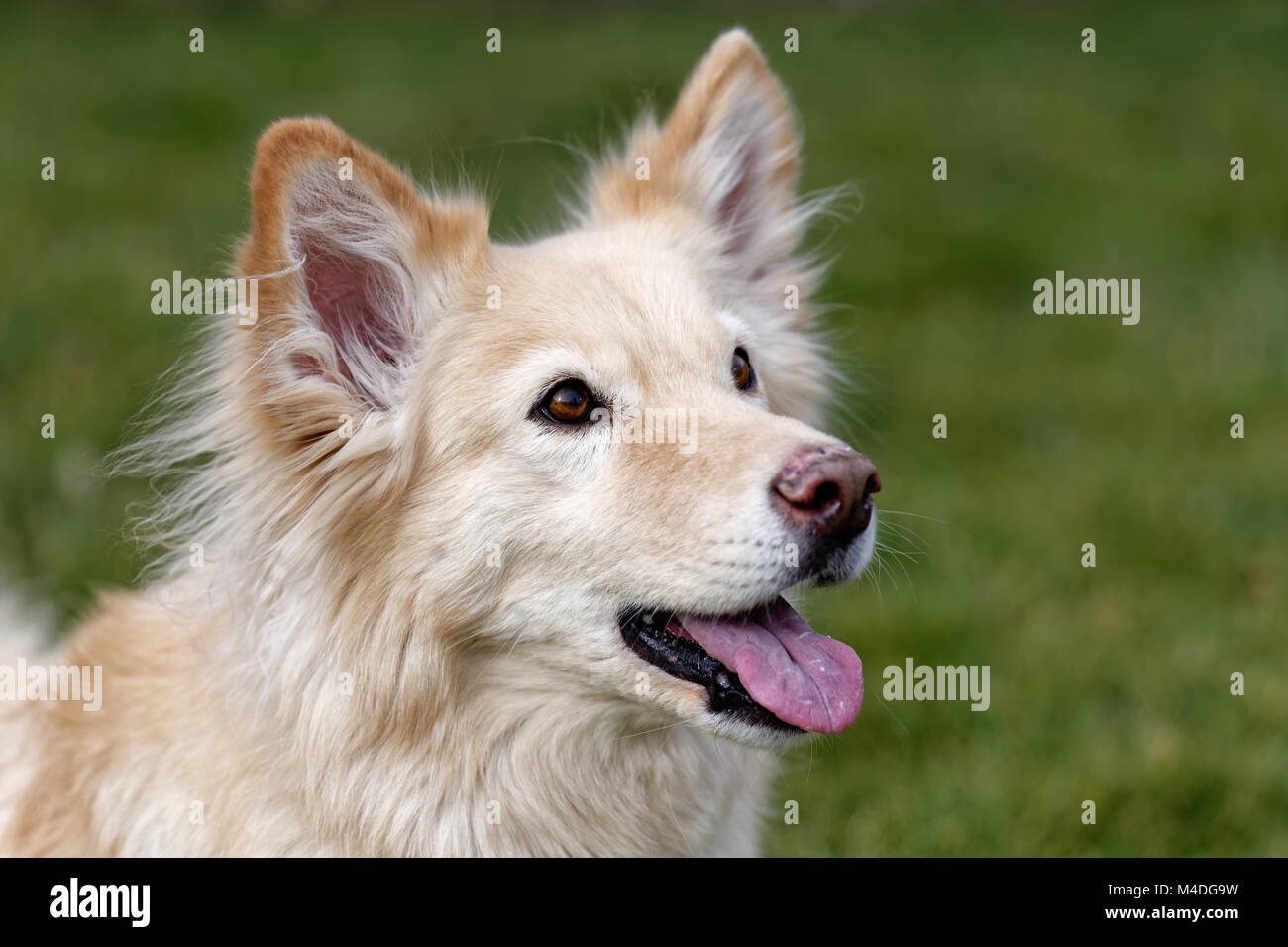 Gespeichert spanisch Hund Stockfotografie - Alamy
