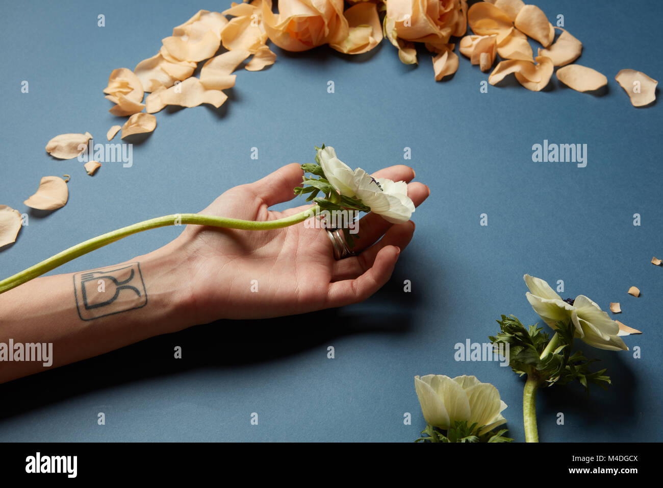 Zusammensetzung von Blumen über dunkelblauen Hintergrund Stockfoto