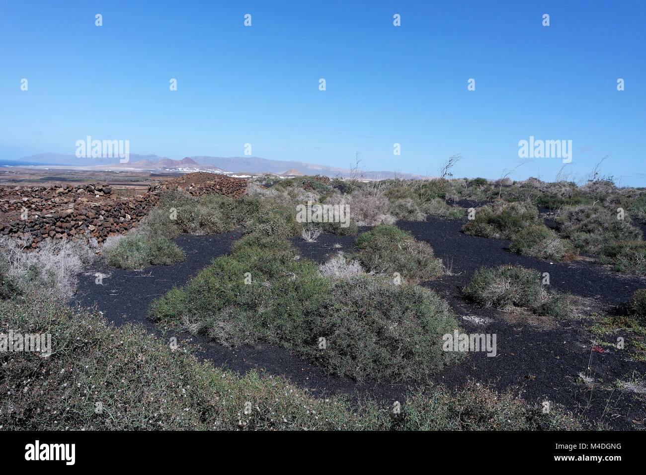 Dornengestrüpp in schwarzen vulkanischen Asche Stockfoto