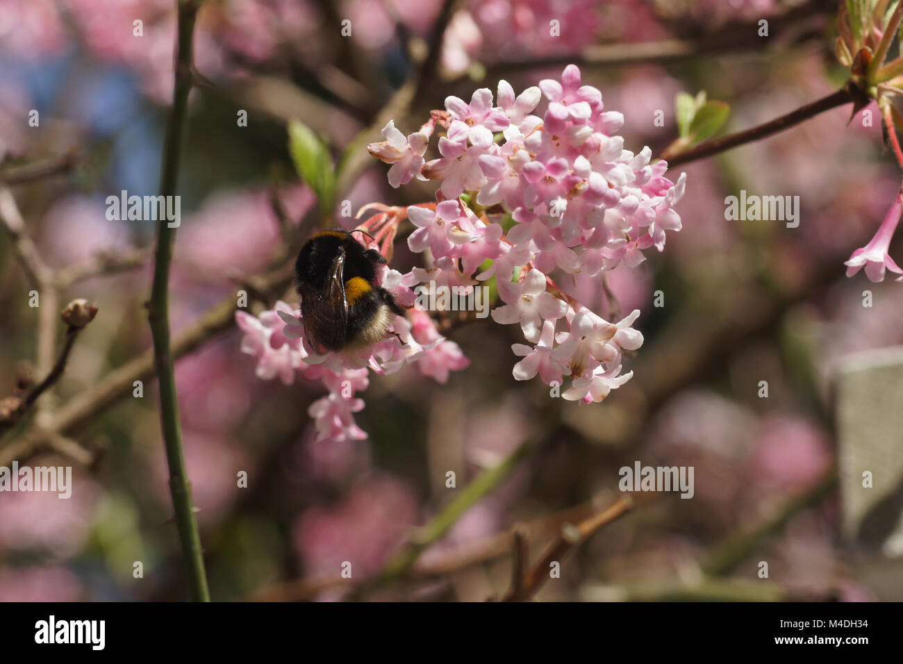 Viburnum farreri, Farrers Viburnum, mit Bumblebee Stockfoto