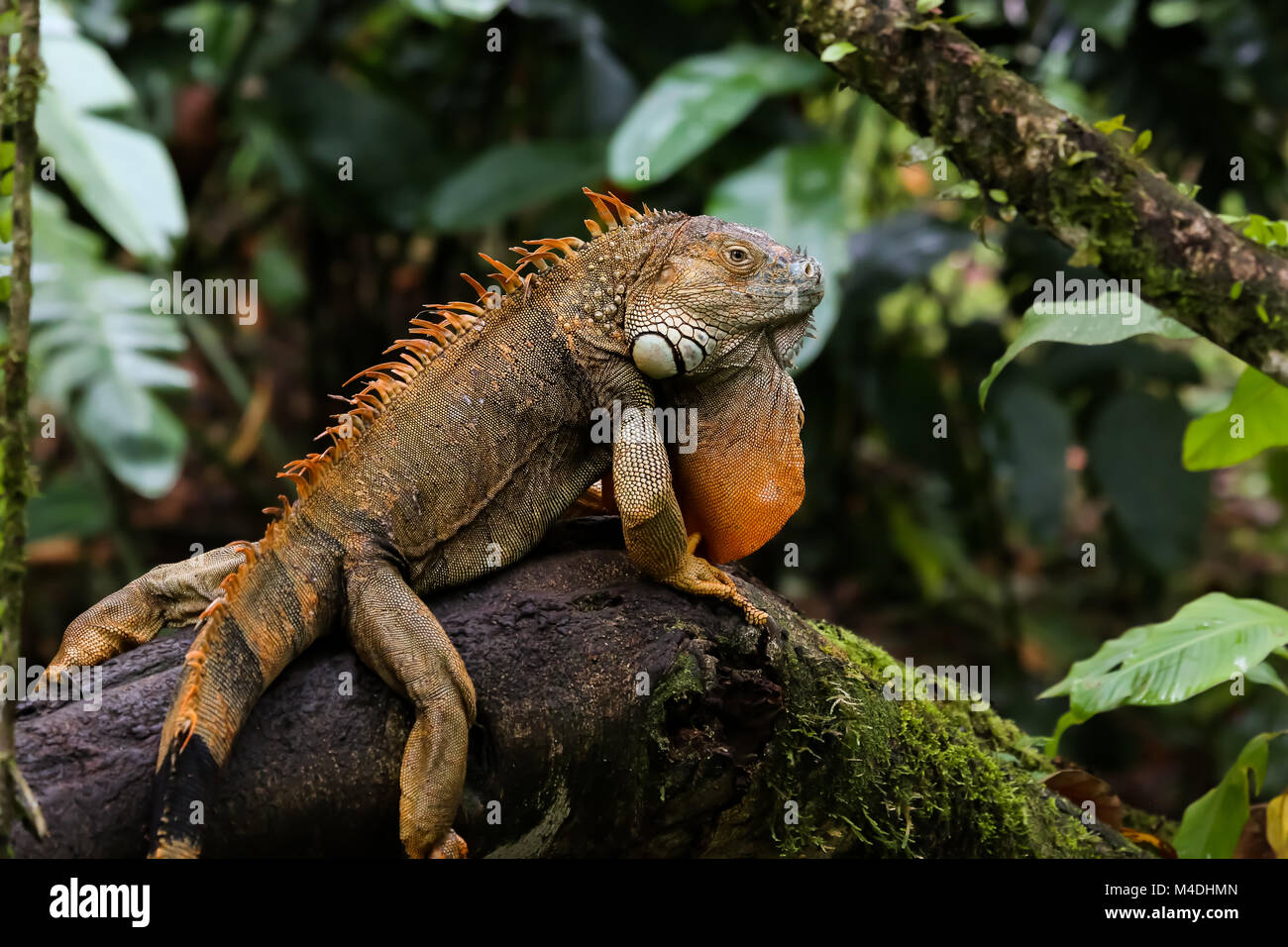 Grüner Leguan sitzen auf einem Zweig in den Regenwald Stockfoto