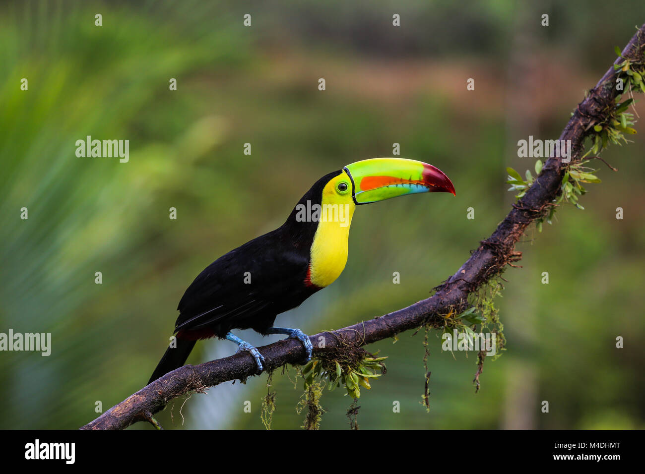 Kiel-billed Toucan in Costa Rica Stockfoto