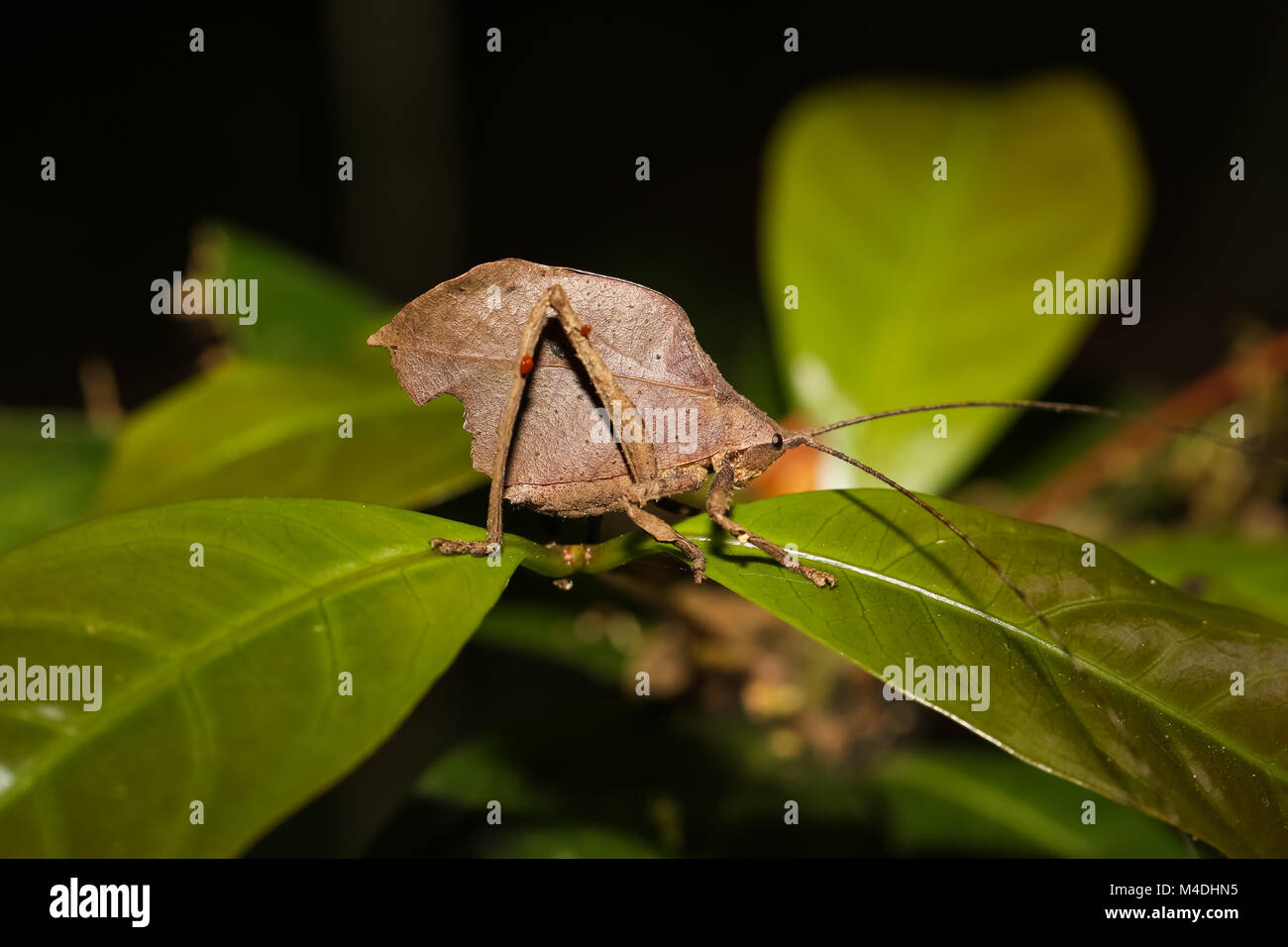 Blatt Katydid sitzt auf einem Blatt im Regenwald Stockfoto