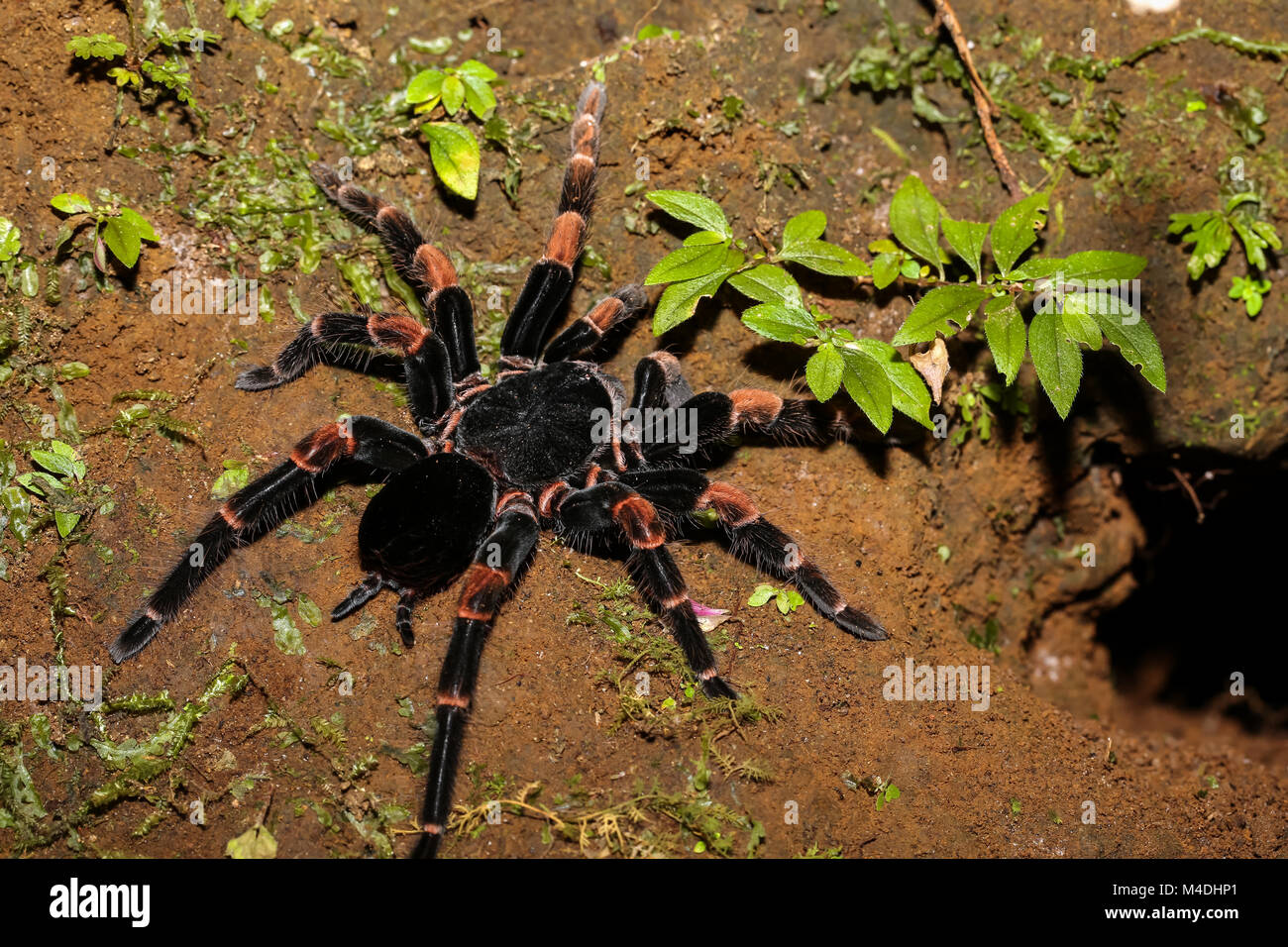 Redknee Tarantula auf dem Boden in der Nähe der Bohrung Stockfoto