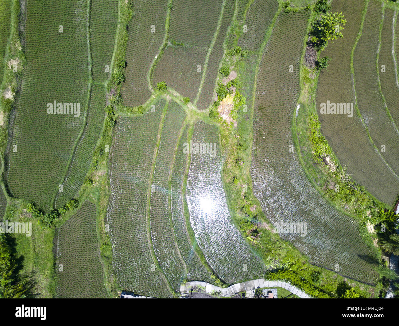 Luftaufnahme von Brummen auf Reisterrassen. Stockfoto
