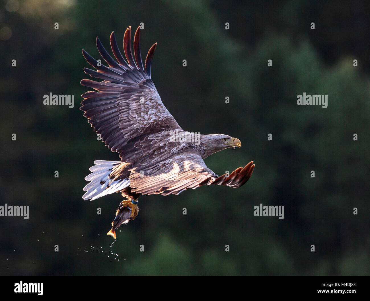 White tailed Sea Eagle, Fische zu fangen, Stockfoto