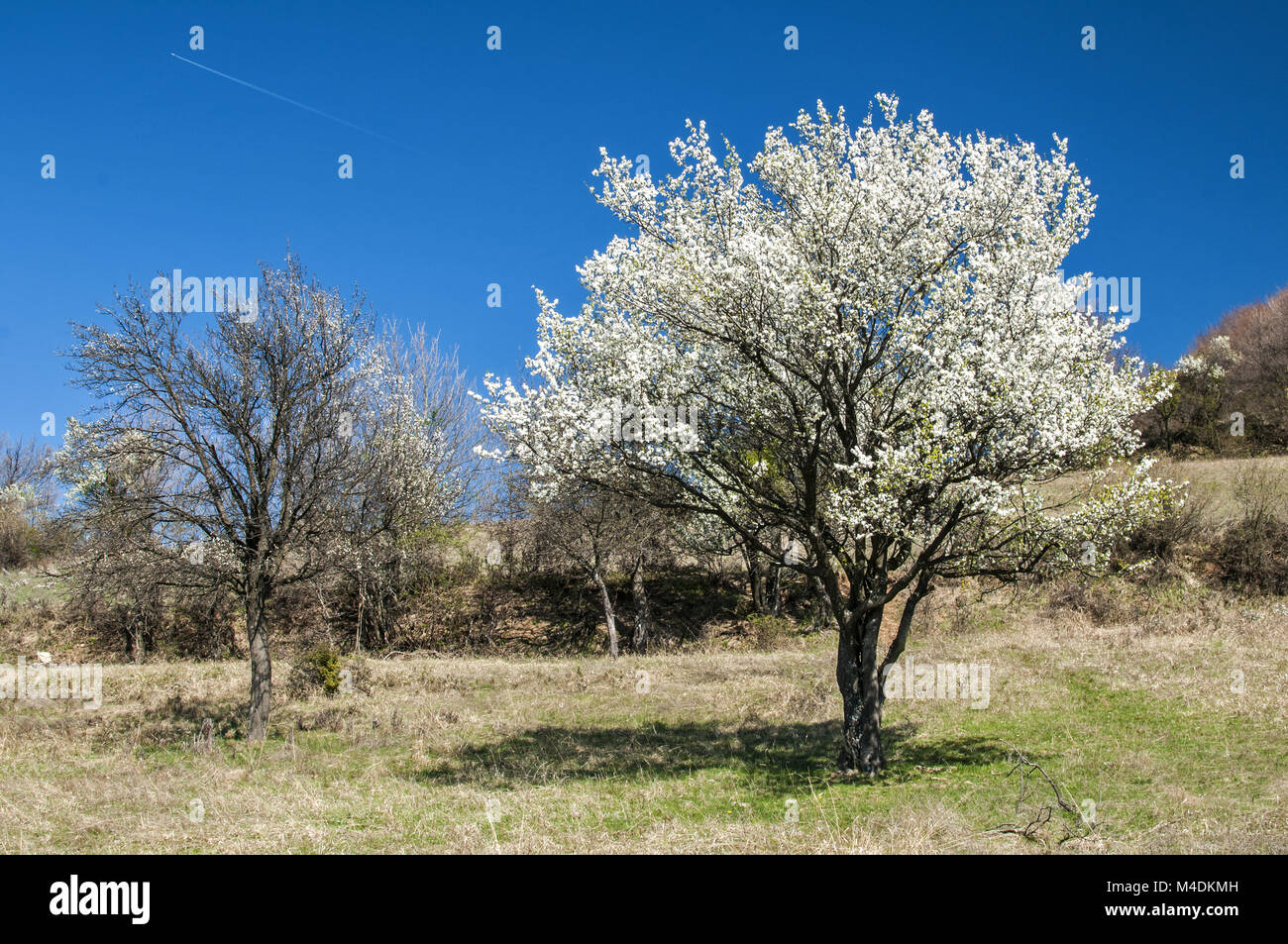 Blühende Pflaumenbaum auf Frühlingswiese Stockfoto