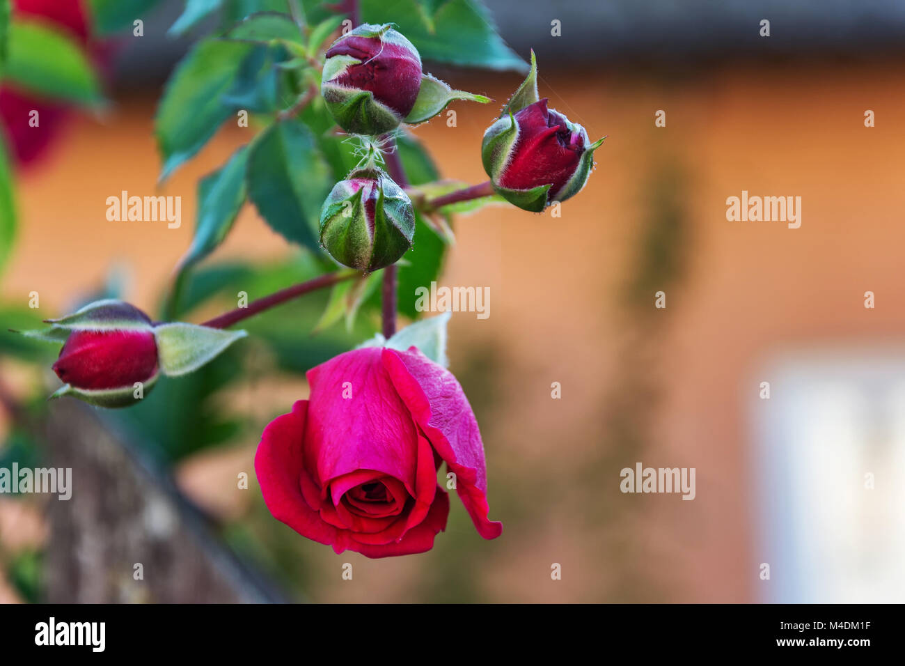 Bud der eine blühende Rose auf einem unscharfen Hintergrund Stockfoto