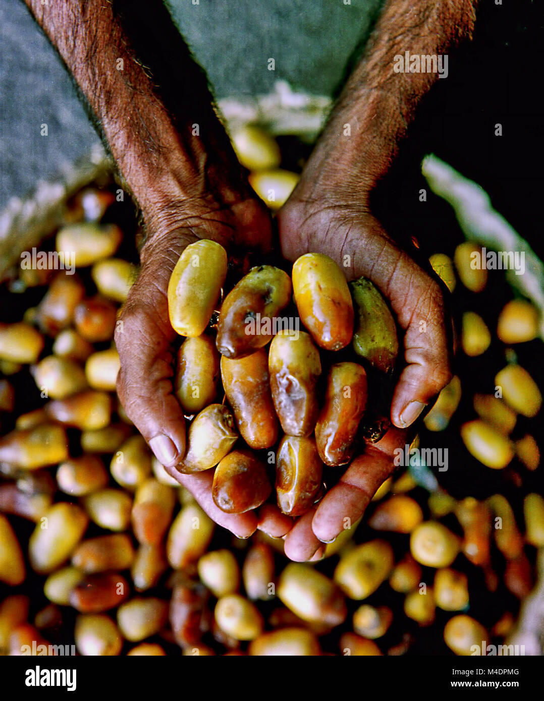 Eine Handvoll frische Datteln. Der alte Beduine Verkäufer Hände. Stockfoto