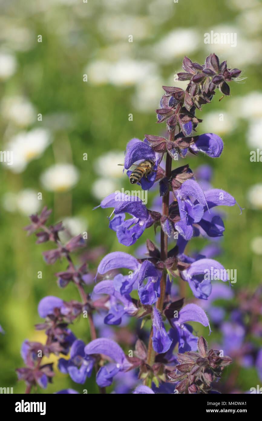 Bienensalbei Fotos und Bildmaterial in hoher Auflösung Alamy