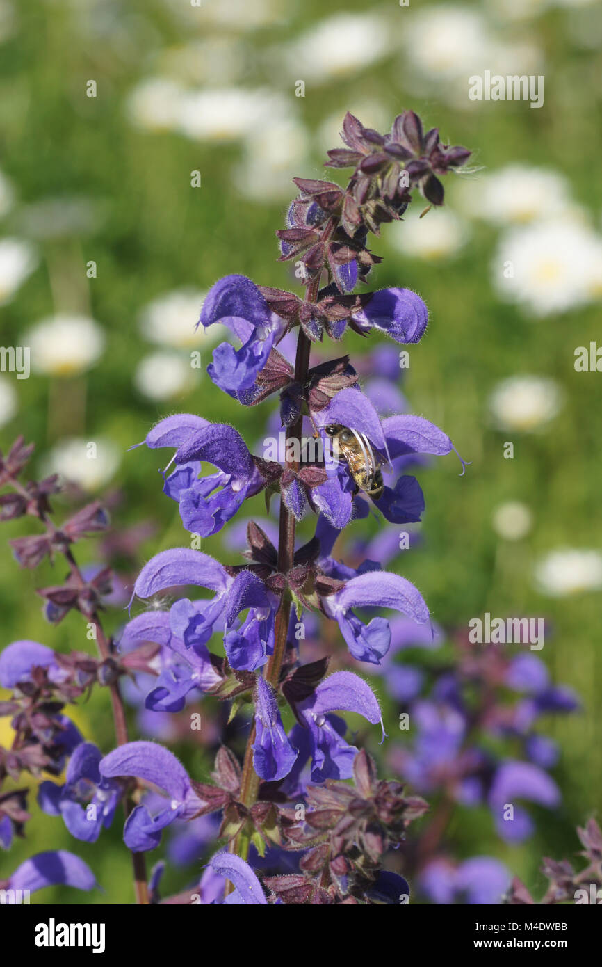 Salvia pratensis, Wiese, Salbei, mit Bee Stockfoto
