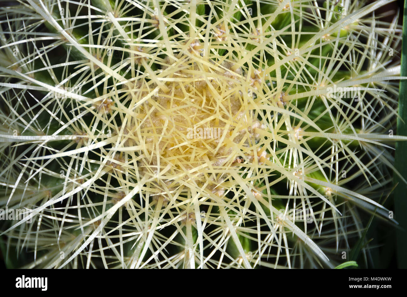 Haarige areole eines Kaktus Stockfoto