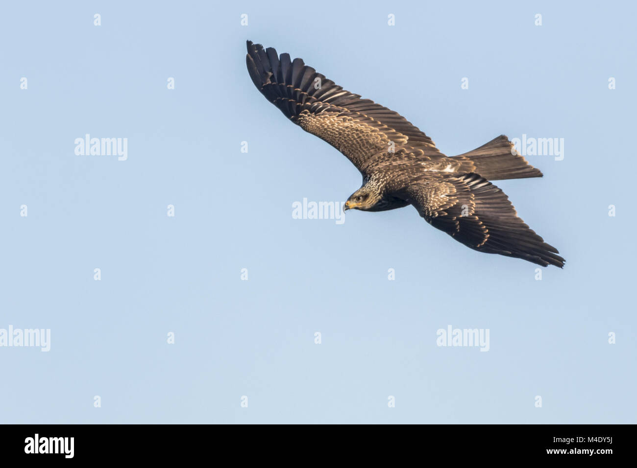 Schwarzmilan (Milvus Migrans) Stockfoto