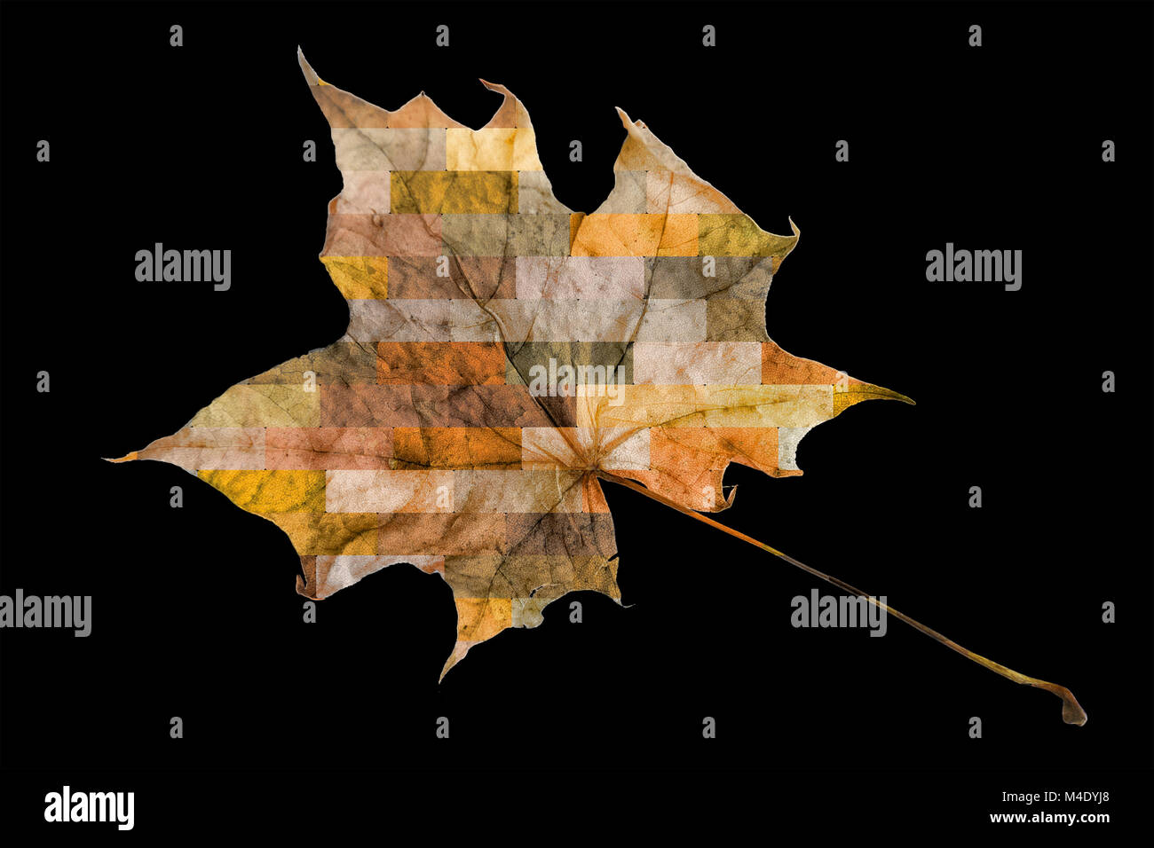 Herbst Farben auf einem verdorrten maple leaf Stockfoto