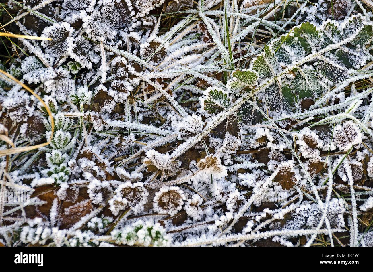 Eiskristalle auf Blätter und Gräser Stockfoto