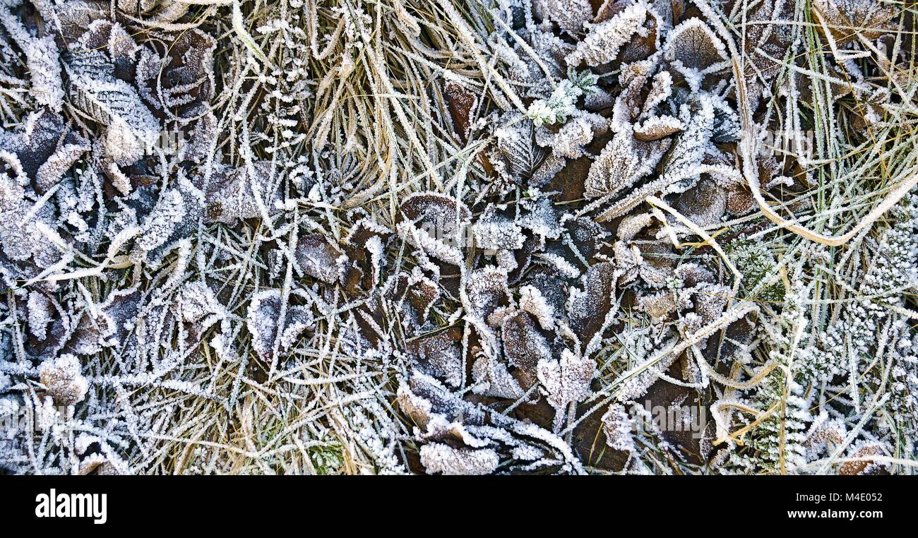 Eiskristalle auf Blätter und Gräser Stockfoto