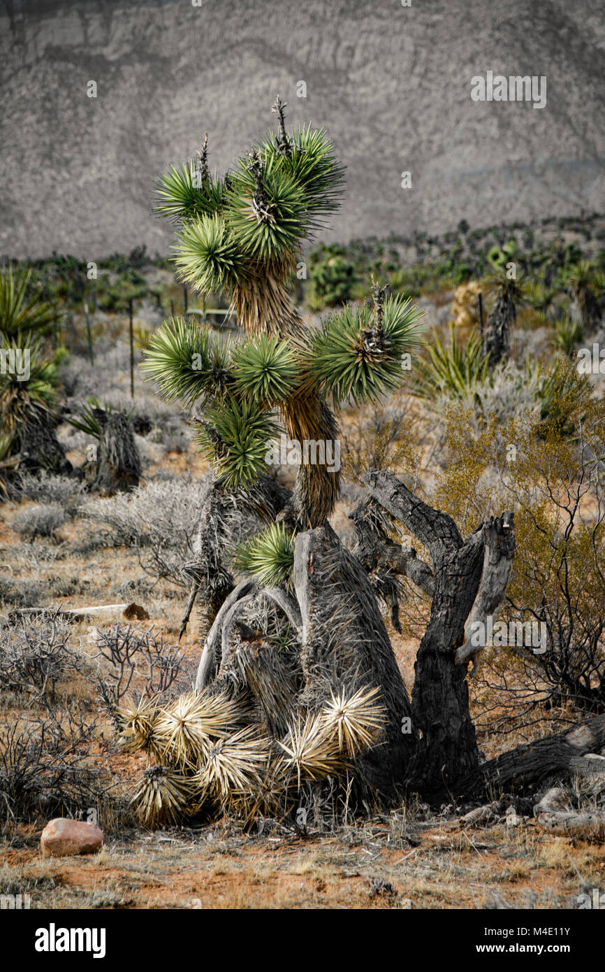 Joshua Tree in der Wüste Stockfoto