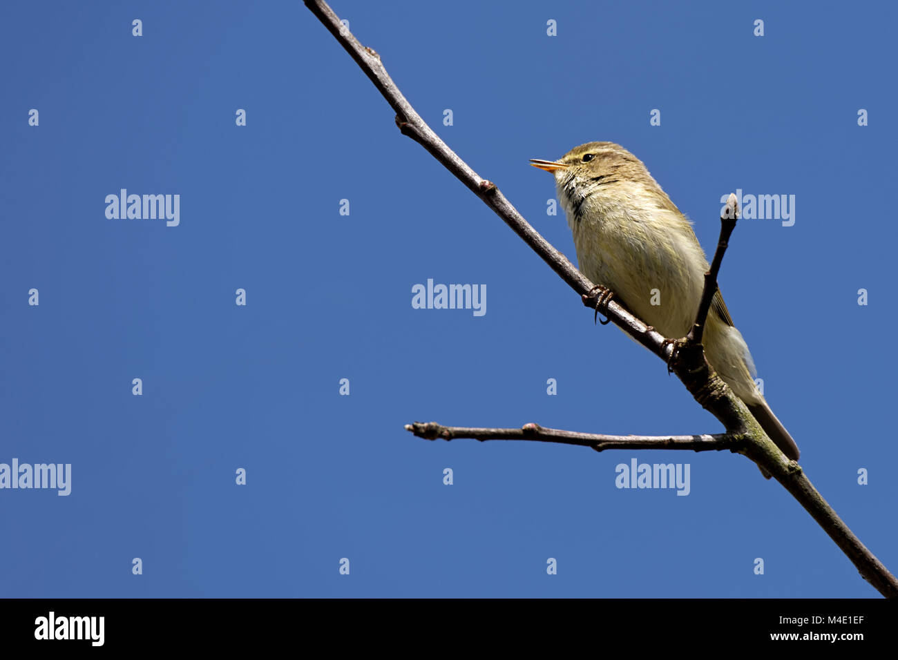 Buchfink auf einem Ast Stockfoto