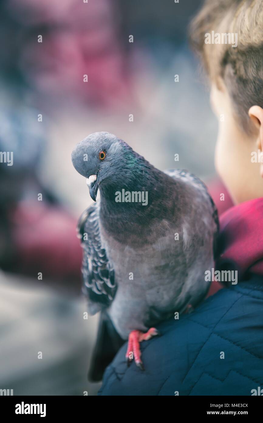 Taube sitzend auf dem Arm eines Jungen Stockfoto
