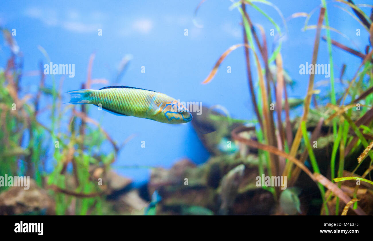 Reich verzierte Lippfisch Thalassoma Pavo. Kleiner gelber Fisch Stockfoto