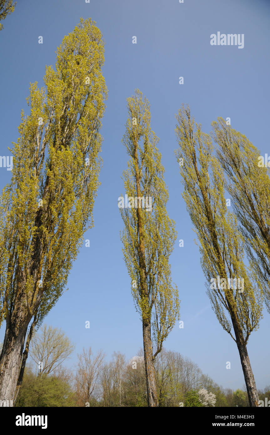 Populus nigra Italica, Fastigiate Schwarzpappel Stockfoto