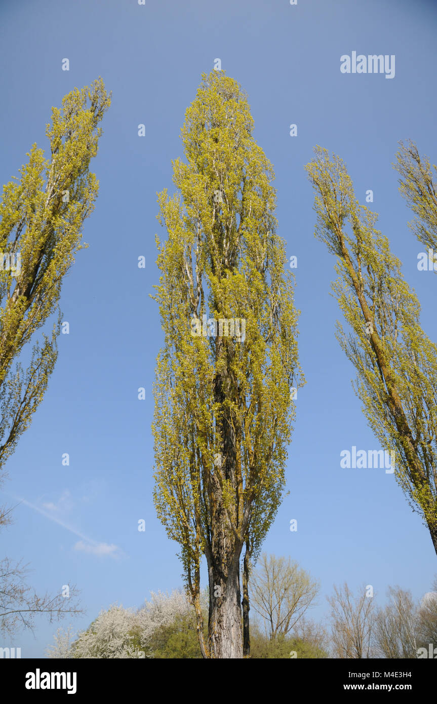 Populus nigra Italica, Fastigiate Schwarzpappel Stockfoto
