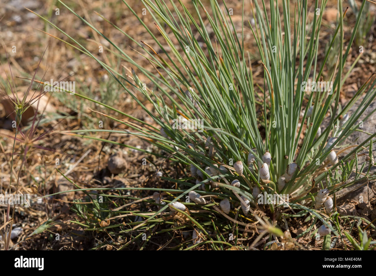 Streuung von Schnecken mit weißen Muscheln auf dem grünen Rasen Stockfoto