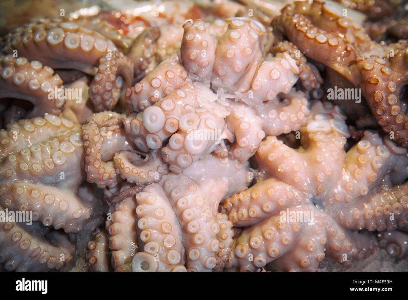 Nahaufnahme des Oktopus Tentakel Stockfoto