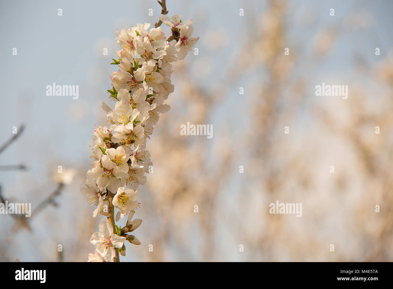 Mandel Blumen Bäume im Frühling Stockfoto
