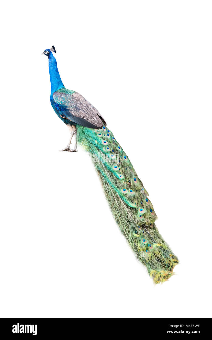 Peacock isoliert auf weißem Stockfoto