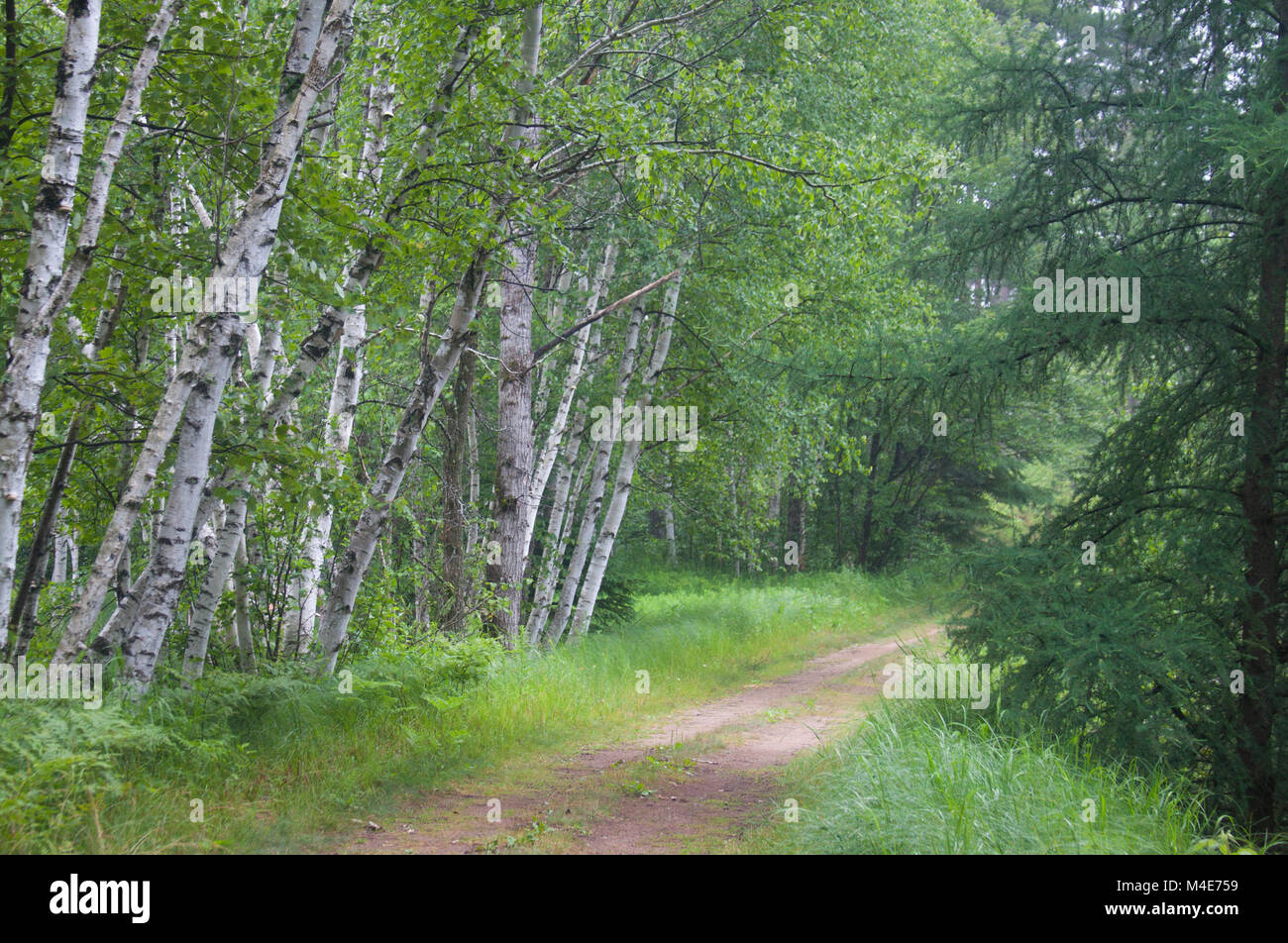 BirchBreezes - in den nördlichen Wäldern von Wisconsin. Es beruhigt die Seele mit der einfachen natürlichen Szene. Stockfoto