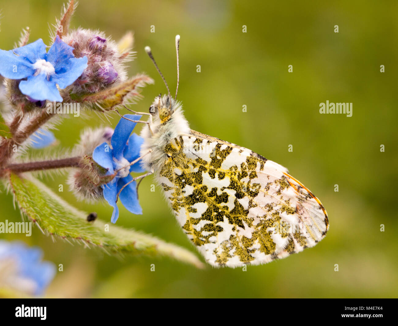 Schmetterling Nahaufnahme auf Blume Stockfoto