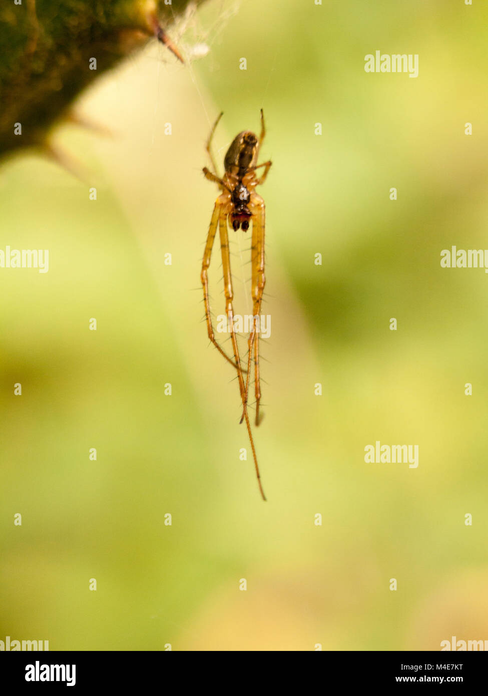 Spider Aufhängen schließen Stockfoto