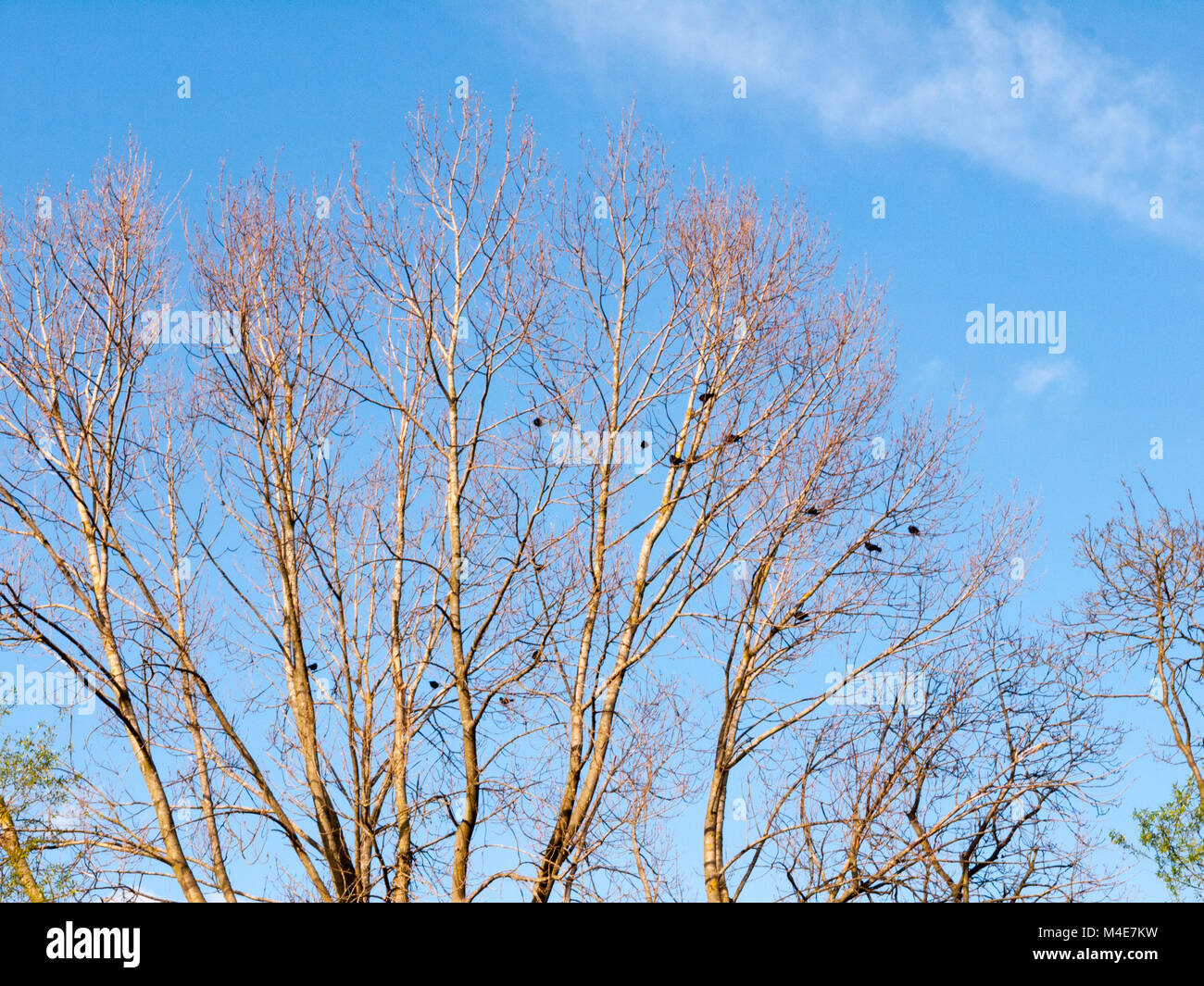 Krähen weit weg in einem Baum Stockfoto