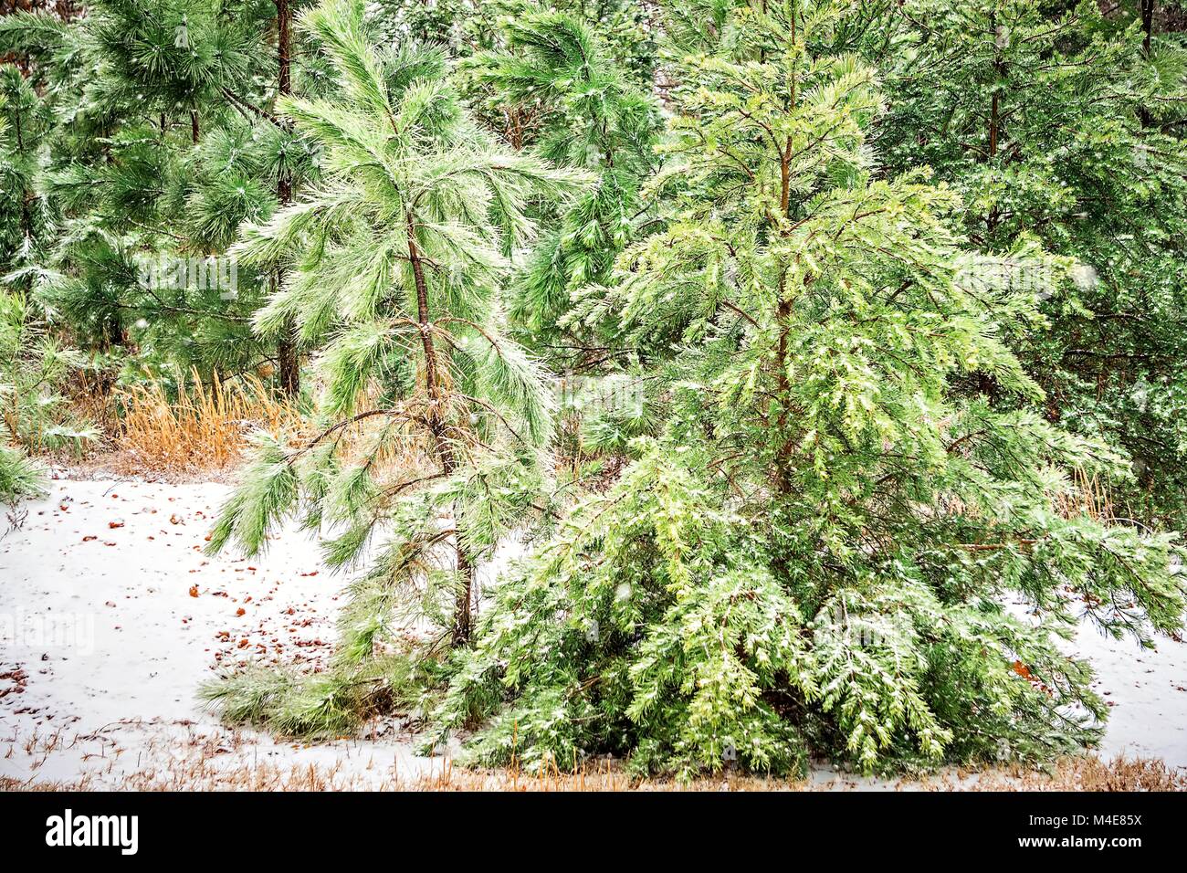 Ländliche Evergreens im hellen Schnee bedeckt Stockfoto