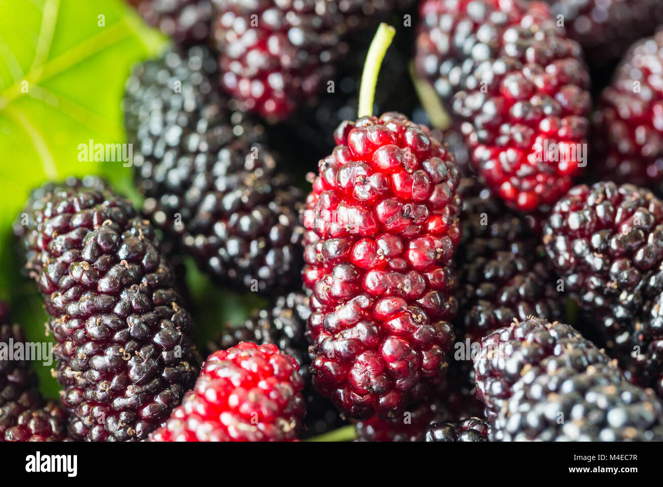 Frisches Obst Maulbeere closeup Stockfoto