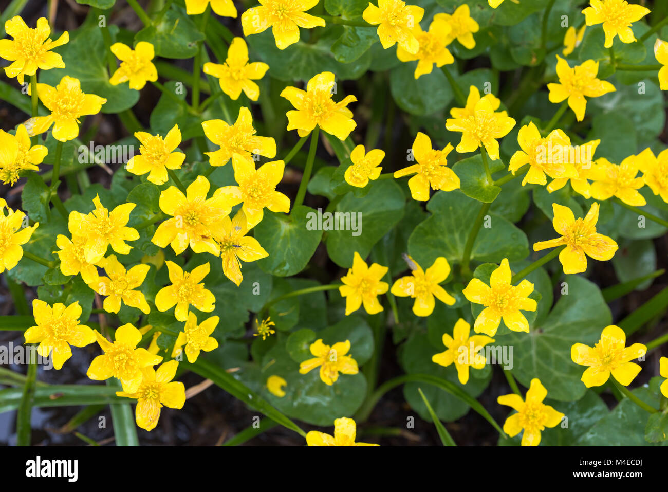 Frühjahr blühen gelbe Blume caltha Stockfotografie - Alamy