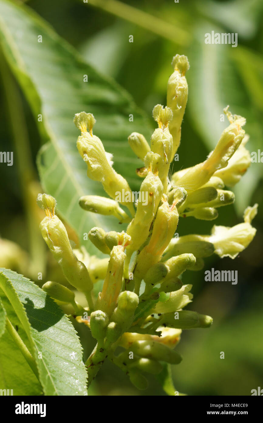 Aesculus flava, Gelb Buckeye Stockfoto