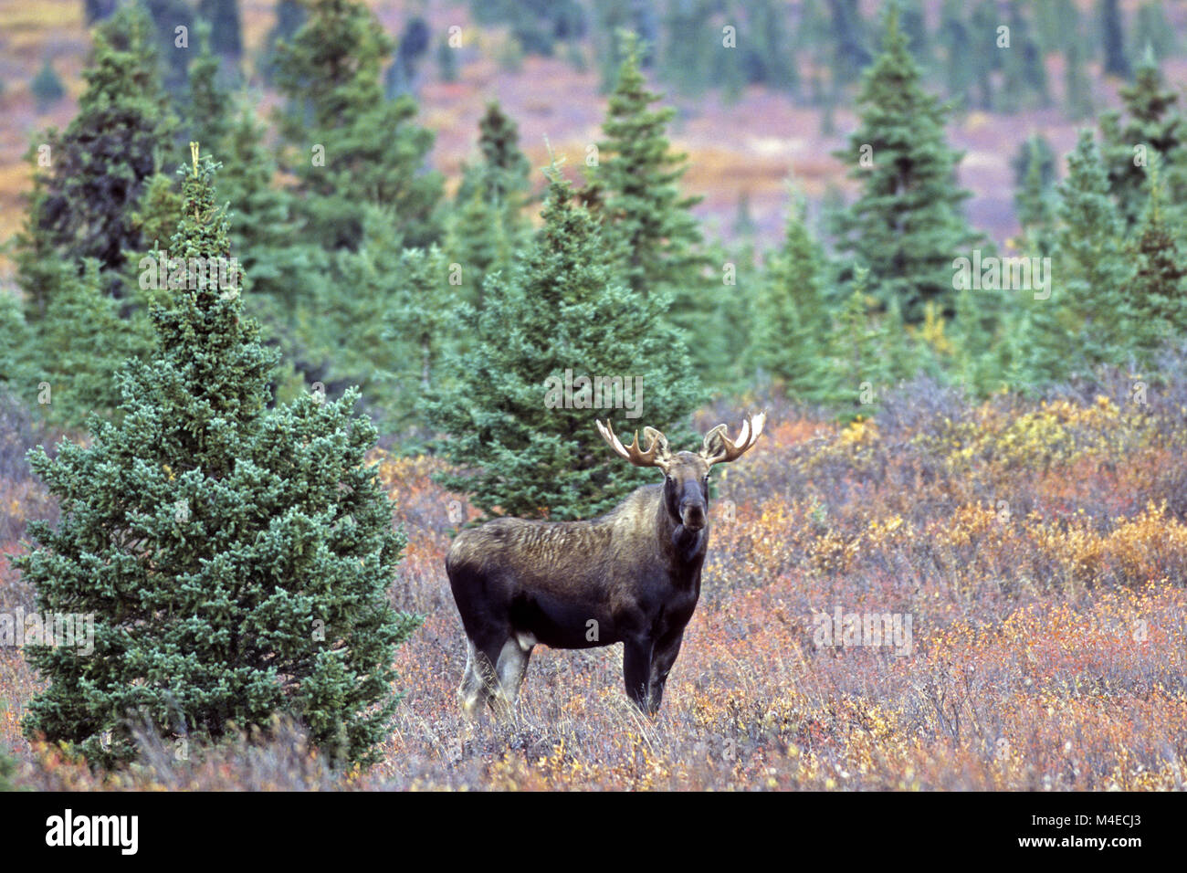 Junge Bull Moose Stockfoto